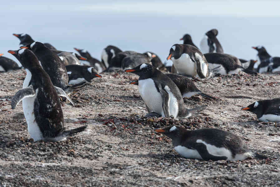 Pingüino Gentoo - islas Falkland o Malvinas 26.jpg